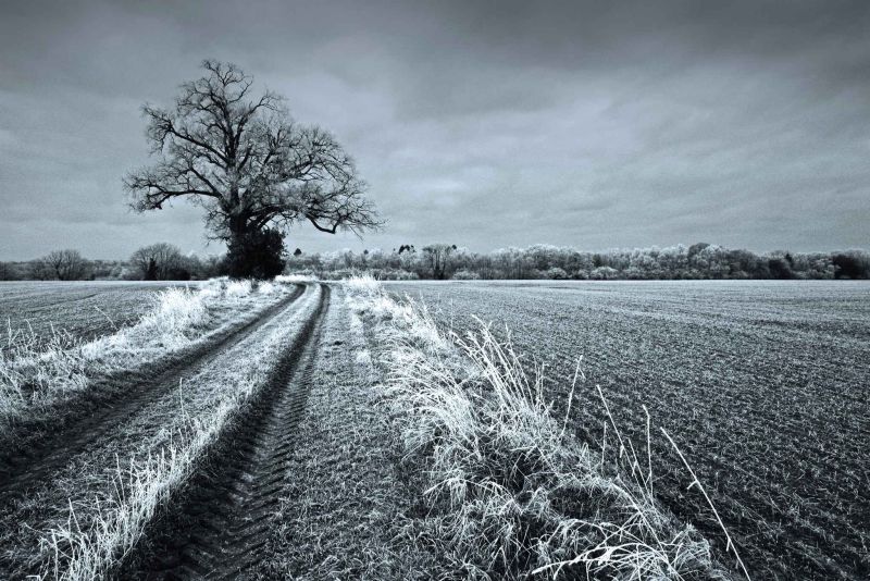 tree frost from freezing fog.jpg